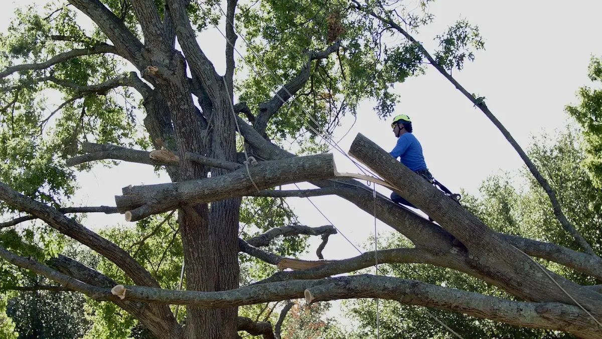 Professional Crown Thinning performed by certified arborists in South Royalton