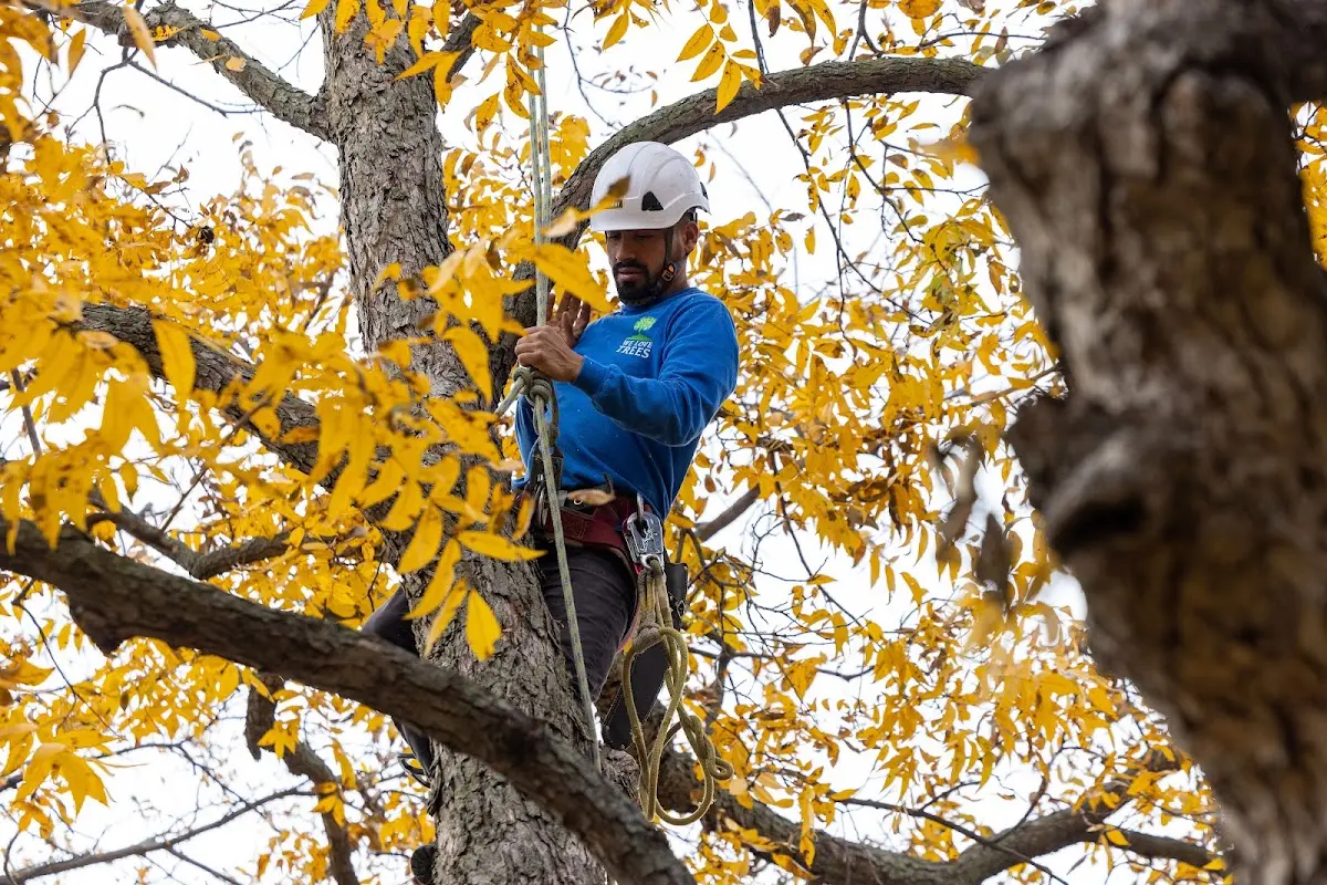 Skilled Tree Pruning crew working in South Royalton