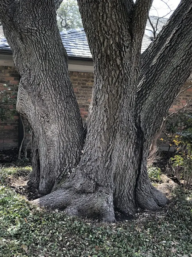 Mature heritage tree close to a South Royalton property cared for by certified arborists